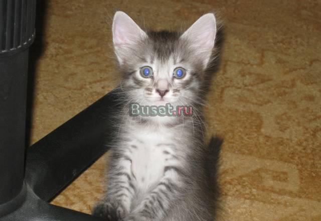 Отдам котят в добрые руки Саратов