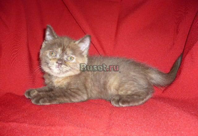 Шотландские котята страйтики Москва