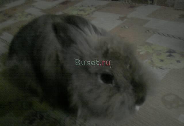 Маленький зайченок ищет себе хозяев Пыть-Ях