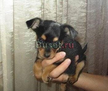 Продаются щенки русского той терьера, мальчики отл Москва