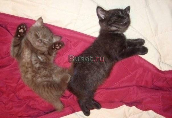 Клубные Британские Котята длч Вас Москва