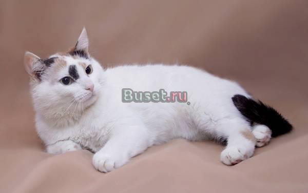 Толстенькая Бланш-кошка-мечта (2 г.) Москва