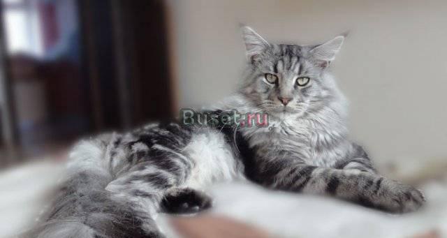 Котят породы Мейн-Кун Новороссийск