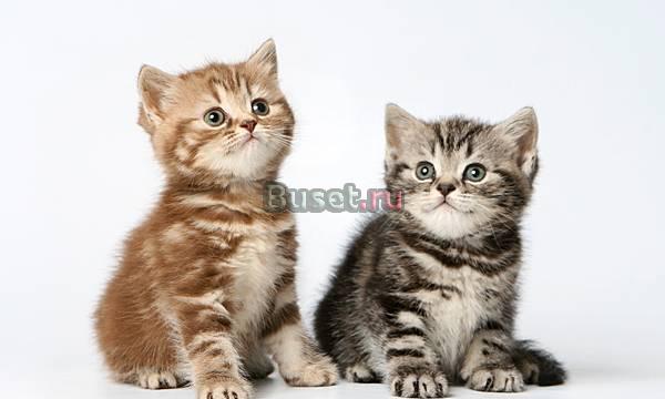 Британские мраморные котята Санкт-Петербург