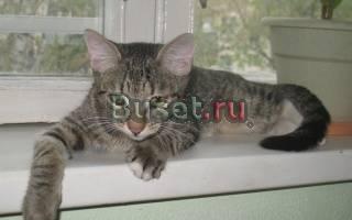 Полосатый котенок ищет дом Москва