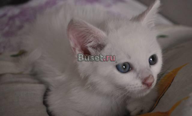 Белоснежная малышка (повреждена лапка) Москва