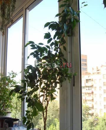 Фикусы, эухарисы(Амазонские лилии) и педилантусы Москва