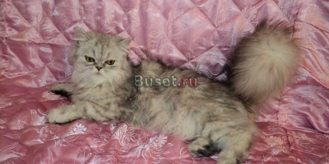 Персидская(серебристая шиншилла) Москва