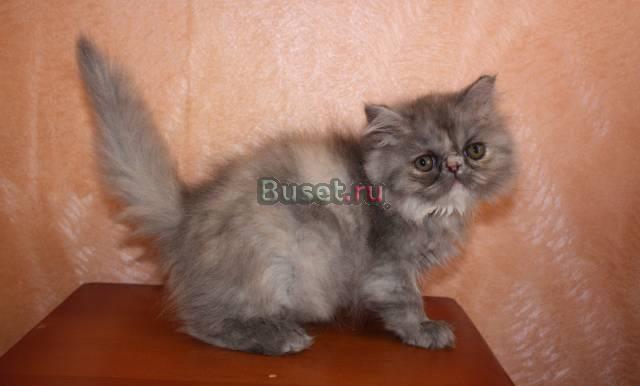 Продаётся персидский котёнок Москва