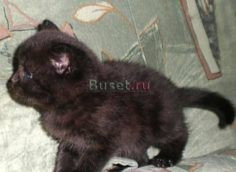 Шотландские котята, вислоухие кошечки Москва