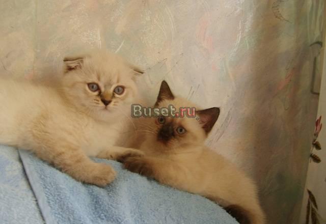 Шотландские коты 3мес.шоколадПойнт Москва