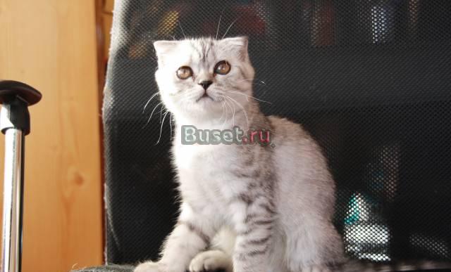 Шотландская короткошерстная Санкт-Петербург