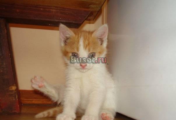 Котенок-девочка 2 мес. ждет хозяина Нижний Новгород