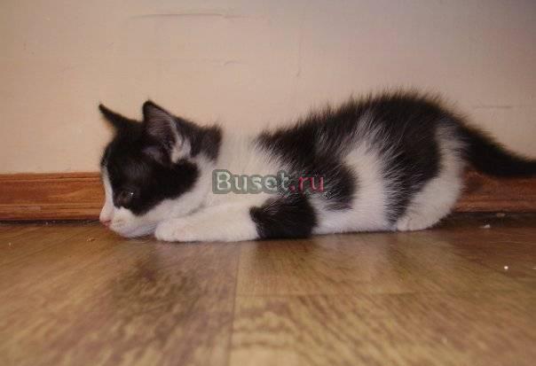 Котенок-мальчик 2 мес. ждет хозяина Нижний Новгород