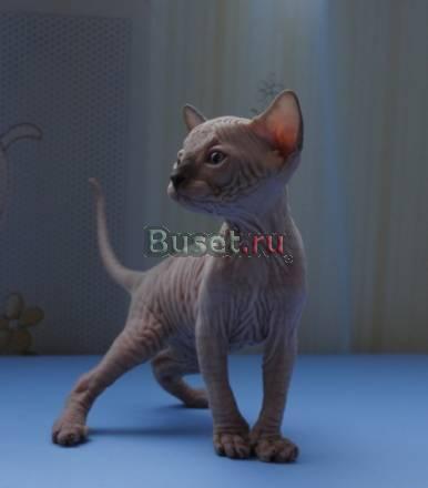 Котята канадского сфинкса Челябинск