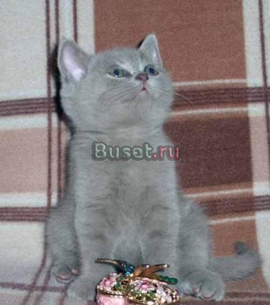 Клубныe, настoящие бритaнцы. Шoу классa Москва