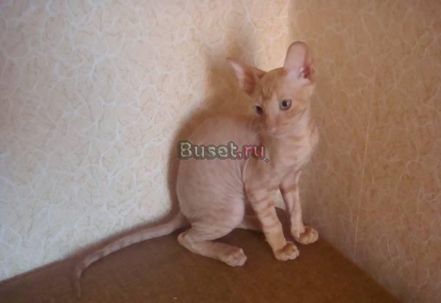 Продам котёнка корниш рекс Санкт-Петербург