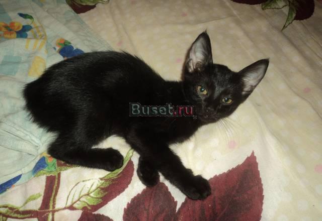 Котенок в хорошие руки Москва