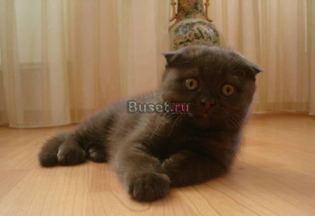 Продается котенок скотиш-фотд Санкт-Петербург