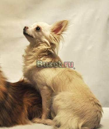 Продаю Чихуахуа, д.ш., девочка, 2 года Москва