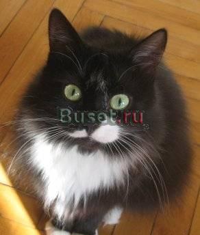 Мэри  кошечка, черная с белыми лапками, грудкой Москва