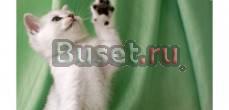 Британский котенок редкг окраса Самара