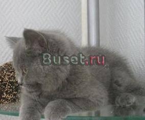 Британская кошка  голубой-крем привезена из Европы Москва