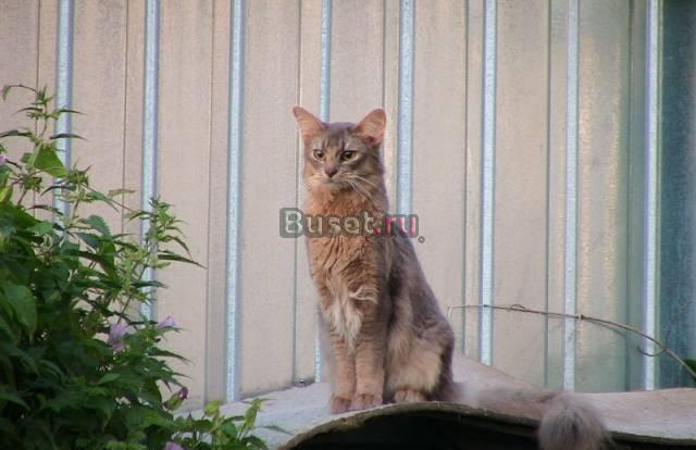 Породистого кота сомали в добрые руки Москва