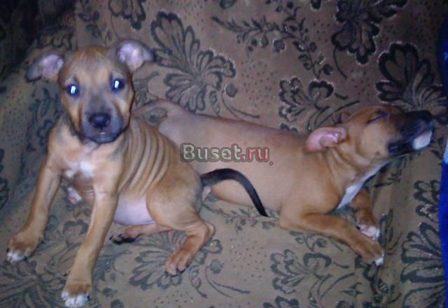 Продаю амстафф Тула