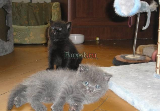 Продаем шотландских котят Москва