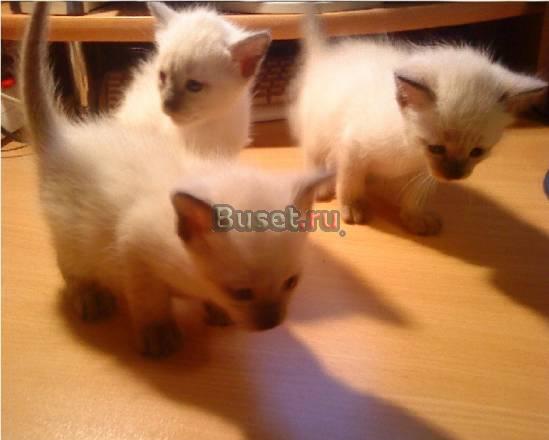 Продаются сиамские котята Екатеринбург