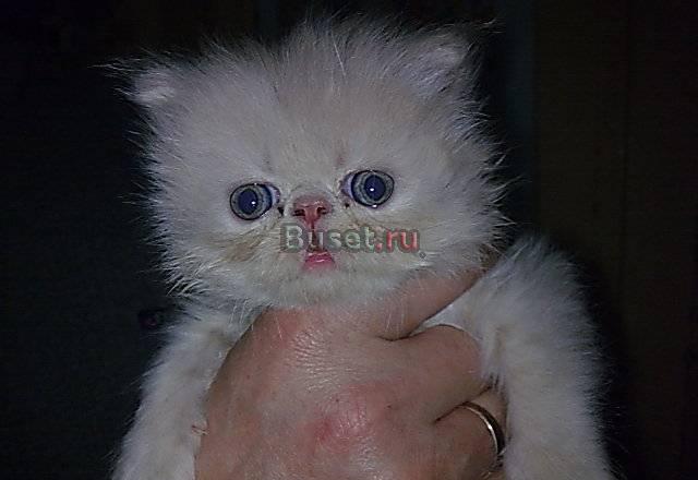 Продаю котят Тула