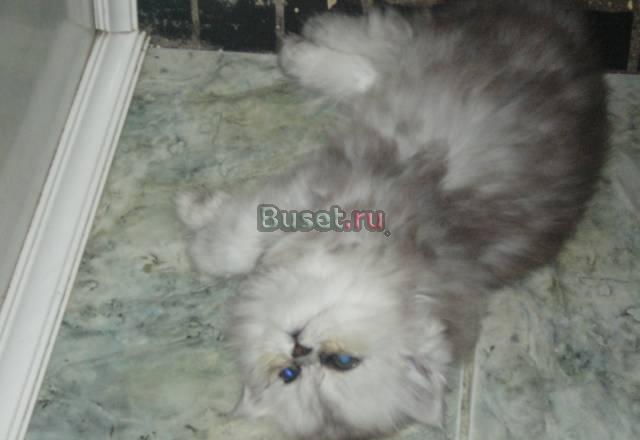 Котята мальчик и девочка персы не экзоты Москва