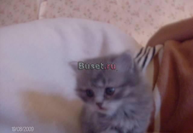 Прикольные киски Тюмень