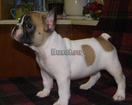 Предлагаю мальчика французского бульдога Москва