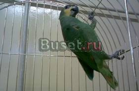 Продам амазона Санкт-Петербург