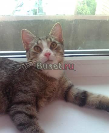 Котёнок Петя в добрые руки Санкт-Петербург