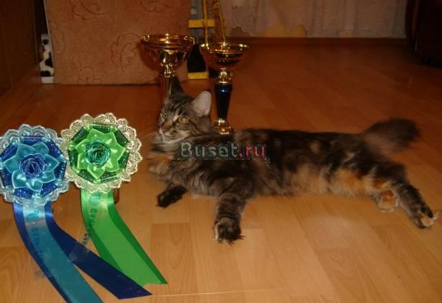 Очаровательные котята мейн-кун Челябинск