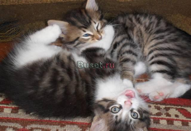 Котята ищут хозяев Москва