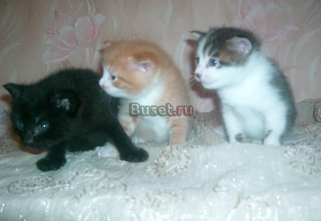 Котята породы курильский бобтейл Новосибирск