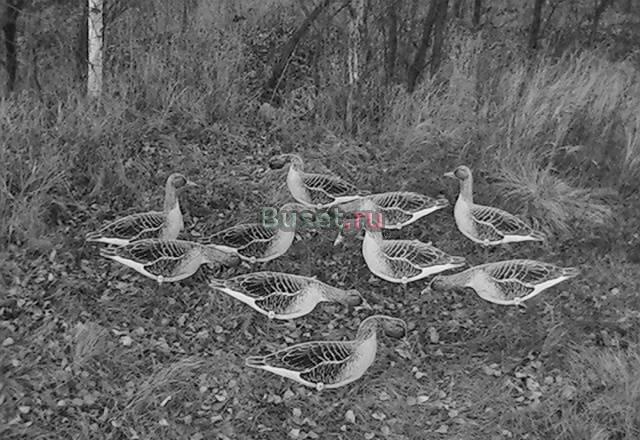 Профиля гусей Амурск