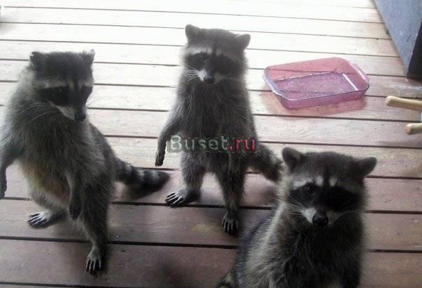 Енот Москва
