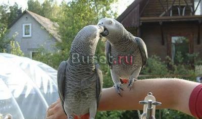 Полностью ручные птенцы жако (выкормыши) Москва