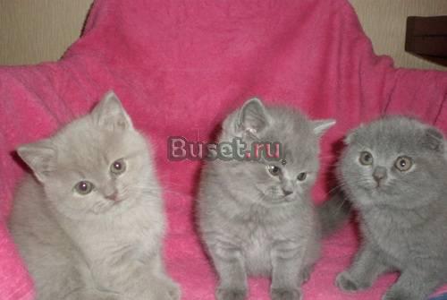 Британские и вислоухие котята Санкт-Петербург
