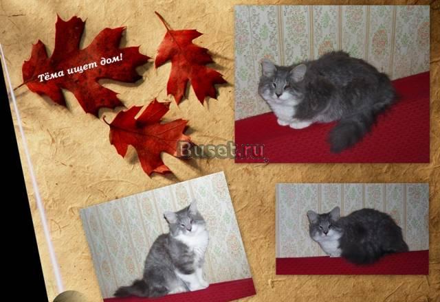 Котенок Тёма очень ждет хозяина Санкт-Петербург