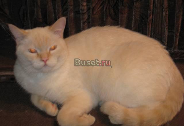 Отдам в добрые руки котика Саратов
