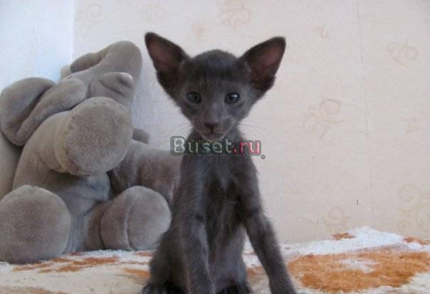 Продаются ориентальные котята Санкт-Петербург