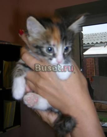 Котятки-трехцветки в добрые руки Санкт-Петербург