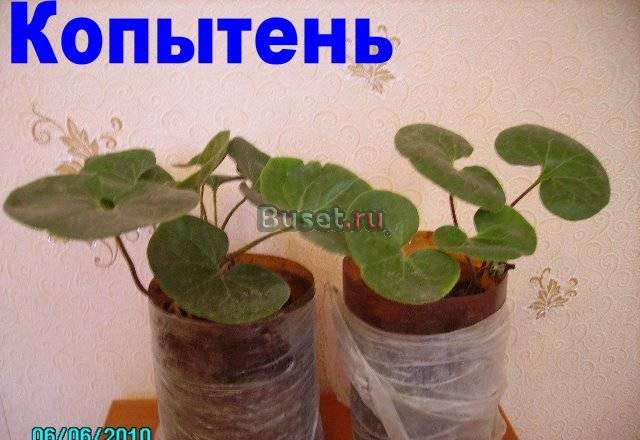 Саженцы копытня Европейского с з. к. с Саратов