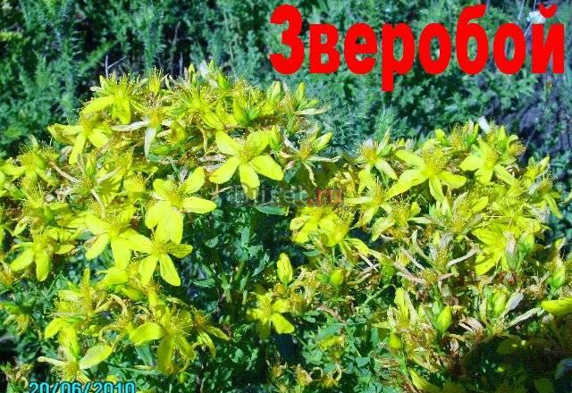 Зверобой продырявленный Саратов